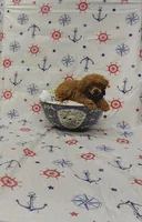 Rosie, a female Poodle - Toy  for sale in Bay Minette, AL – 3 of 3