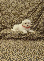 Minnie, a female Maltese for sale in Bay Minette, AL – Photo 3 of 3