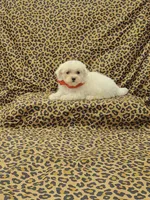 Minnie, a female Maltese for sale in Bay Minette, AL – Photo 1 of 3