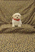 Minnie, a female Maltese for sale in Bay Minette, AL – Photo 2 of 3