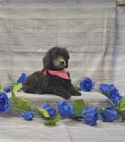 Layla, a female Poodle - Toy  for sale in Bay Minette, AL – 3 of 3