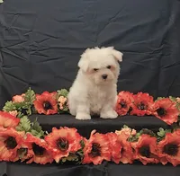 Juliet, a female Maltese for sale in Bay Minette, AL – 2 of 3