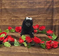 Wendy, a female Poodle - Toy  for sale in Bay Minette, AL – 3 of 3