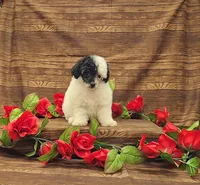 Cookie, a female Poodle - Toy  for sale in Bay Minette, AL – 3 of 3