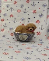Autumn, a female Poodle - Toy  for sale in Bay Minette, AL – 2 of 3