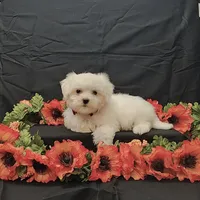 Romeo, a male Maltese for sale in Bay Minette, AL – 2 of 3