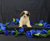Patches, a female Poodle - Toy  for sale in Bay Minette, AL – 2 of 3