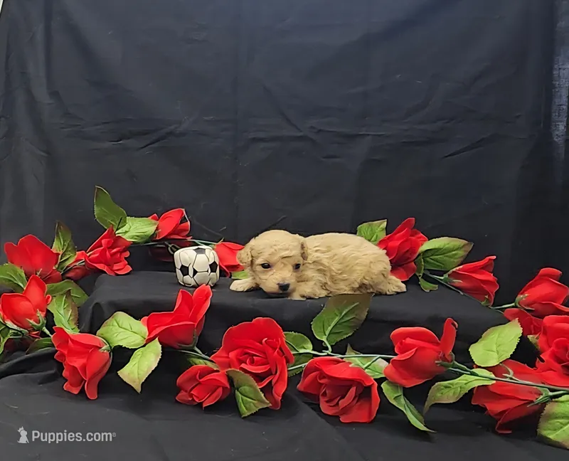 Charlie  – Poodle - Toy  puppy for sale in Bay Minette, AL
