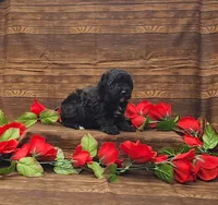 Cooper, a male Poodle - Toy  for sale in Bay Minette, AL – 3 of 3