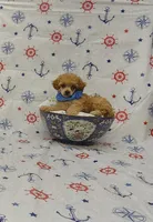 Rusty, a male Poodle - Toy  for sale in Bay Minette, AL – 2 of 3