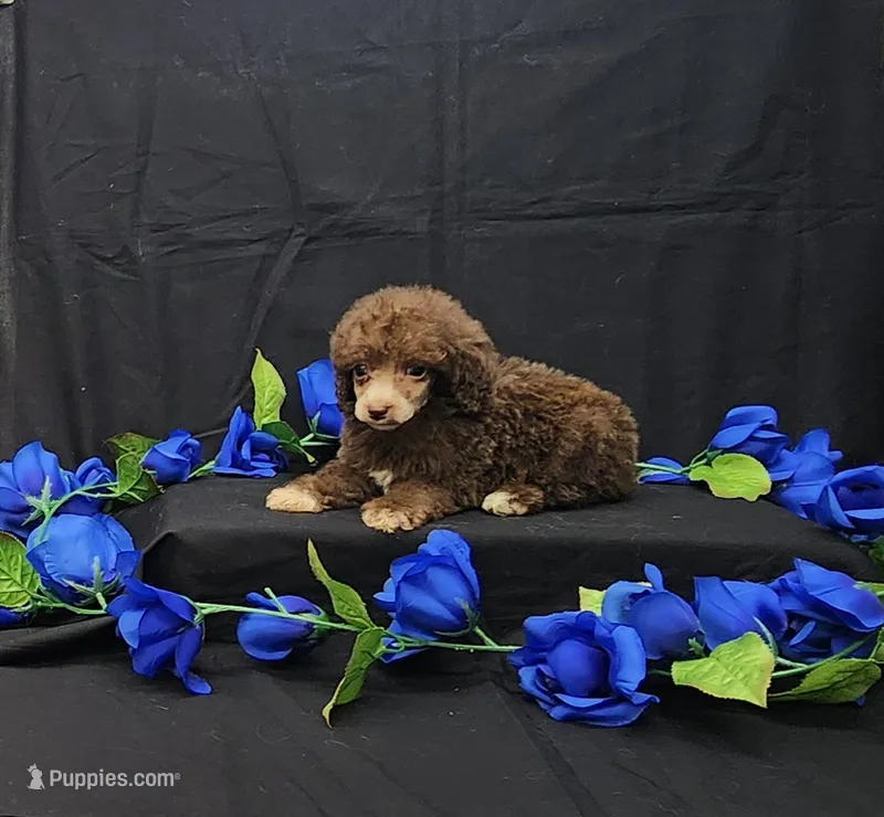Fudge – Poodle - Toy  puppy for sale in Bay Minette, AL