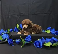 Fudge, a male Poodle - Toy  for sale in Bay Minette, AL – 1 of 3