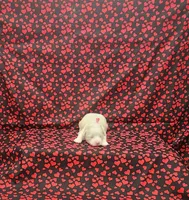 Missy, a female Maltipoo for sale in Bay Minette, AL – 2 of 3