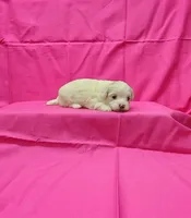 Missy, a female Maltipoo for sale in Bay Minette, AL – 3 of 3