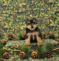 Hank, a male Yorkshire Terrier for sale in Bay Minette, AL – 2 of 3