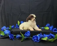 Patches, a female Poodle - Toy  for sale in Bay Minette, AL – 3 of 3