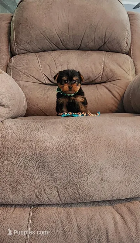 Mickey – Yorkshire Terrier puppy for sale in Bay Minette, AL