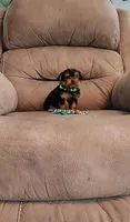 Mickey, a male Yorkshire Terrier for sale in Bay Minette, AL – 4 of 4