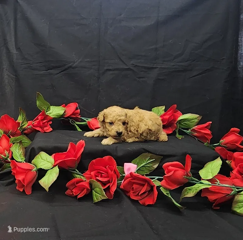 Autumn – Poodle - Toy  puppy for sale in Bay Minette, AL