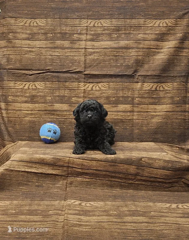 Luka – Poodle - Toy  puppy for sale in Bay Minette, AL