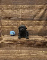 Luka, a male Poodle - Toy  for sale in Bay Minette, AL – 1 of 3