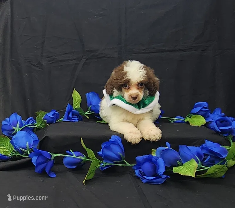 Domino – Poodle - Toy  puppy for sale in Bay Minette, AL