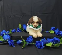 Domino, a male Poodle - Toy  for sale in Bay Minette, AL – 1 of 3