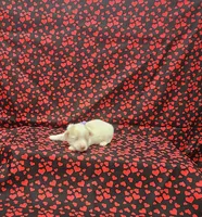 Prissy, a female Maltipoo for sale in Bay Minette, AL – 1 of 3