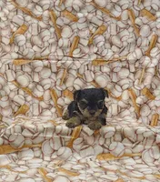 Elvis, a male Yorkshire Terrier for sale in Bay Minette, AL – 2 of 3