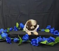 Bandit , a male Poodle - Toy  for sale in Bay Minette, AL – 3 of 3