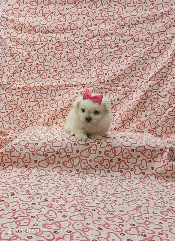 Molly – Maltese puppy for sale in Bay Minette, AL