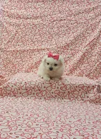 Molly, a female Maltese for sale in Bay Minette, AL – 1 of 3
