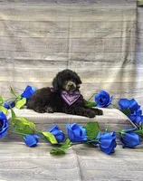 Lilly, a female Poodle - Toy  for sale in Bay Minette, AL – 3 of 3