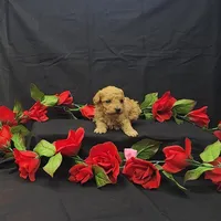 Autumn, a female Poodle - Toy  for sale in Bay Minette, AL – 2 of 3