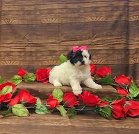 Cookie, a female Poodle - Toy  for sale in Bay Minette, AL – 3 of 3