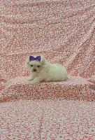 Maizy , a female Maltese for sale in Bay Minette, AL – 2 of 3