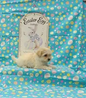 Lilly, a female Maltipoo for sale in Bay Minette, AL – Photo 3 of 3