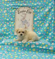 Lilly, a female Maltipoo for sale in Bay Minette, AL – Photo 1 of 3