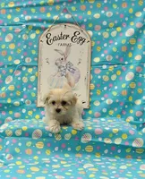 Lilly, a female Maltipoo for sale in Bay Minette, AL – Photo 2 of 3