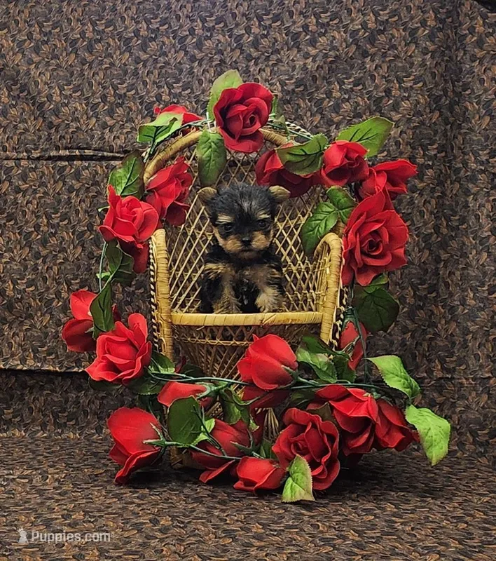 Romeo – Yorkshire Terrier puppy for sale in Bay Minette, AL