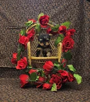 Romeo, a male Yorkshire Terrier for sale in Bay Minette, AL – Photo 1 of 3