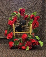 Romeo, a male Yorkshire Terrier for sale in Bay Minette, AL – Photo 3 of 3