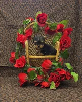 Romeo, a male Yorkshire Terrier for sale in Bay Minette, AL – Photo 2 of 3