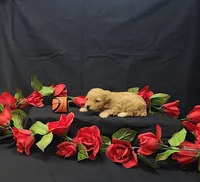 Rusty, a male Poodle - Toy  for sale in Bay Minette, AL – 2 of 3