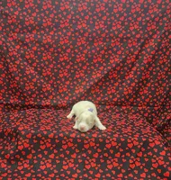 Prissy, a female Maltipoo for sale in Bay Minette, AL – 2 of 3