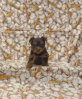 Jagger, a male Yorkshire Terrier for sale in Bay Minette, AL – 2 of 3