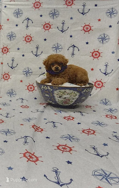 Rosie – Poodle - Toy  puppy for sale in Bay Minette, AL