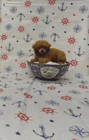 Rosie, a female Poodle - Toy  for sale in Bay Minette, AL – 1 of 3