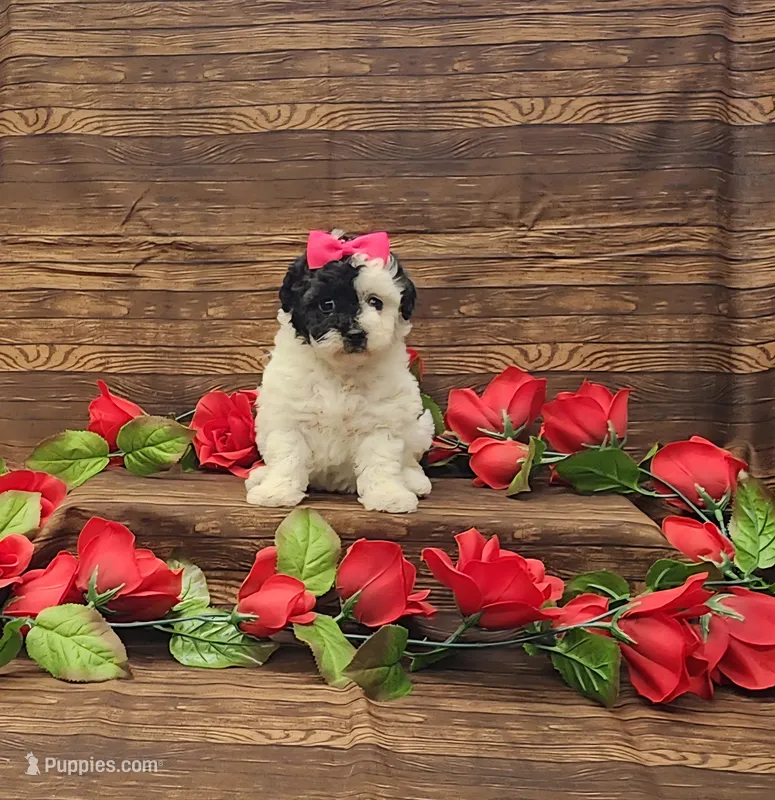 Cookie – Poodle - Toy  puppy for sale in Bay Minette, AL
