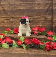 Cookie, a female Poodle - Toy  for sale in Bay Minette, AL – 1 of 3